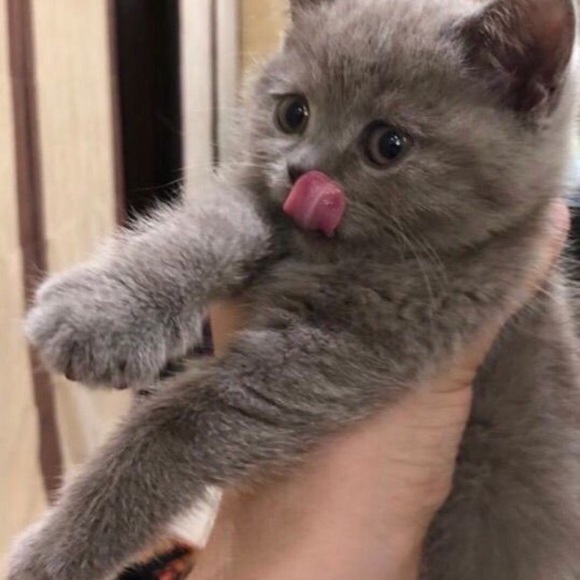 Like this post to be notified of my shows 😺 - Picture 8 of 11